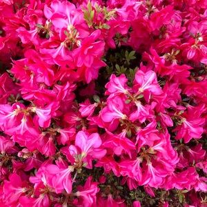 Meet your Posher, Selena